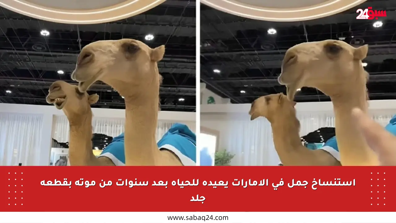 استنساخ جمل في الإمارات يعيده للحياة بعد سنوات من موته بقطعة جلد